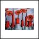 zzreduc_gerbera.jpg